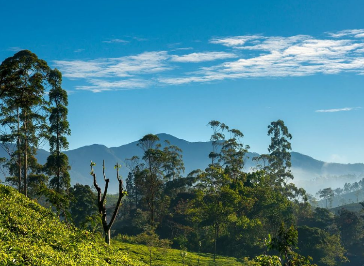 Rừng bạch đàn phủ sương xanh tạo nên vẻ đẹp huyền bí của Blue Mountains Ú